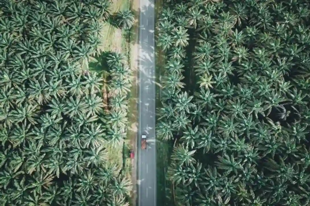 Hambatan Legal Palm Oil