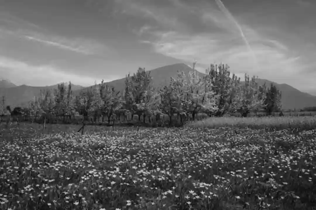 Manajemen Primavera masa depan