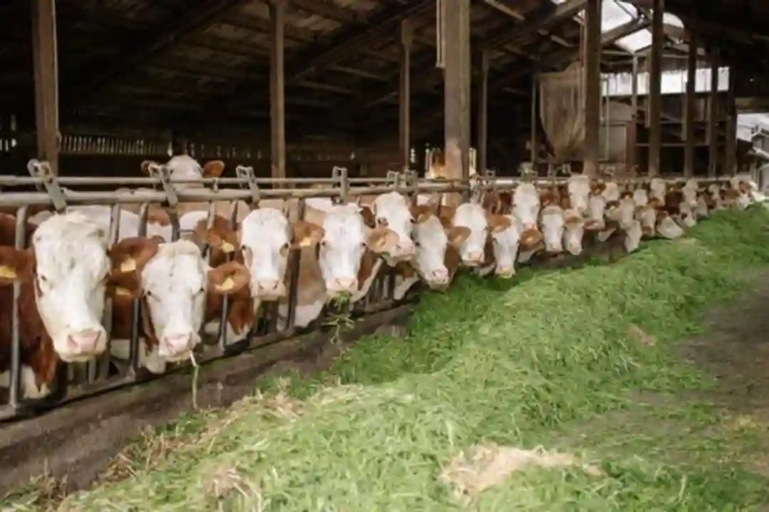 Pakan Ternak Lokal Seimbang