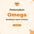 Pelatihan Ayam Petelur Omega Tingkatkan Produktivitas Ternak Anda