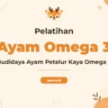 Pelatihan Ayam Petelur Omega 3 untuk Hasil Telur Berkualitas Tinggi