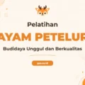 Pelatihan Budidaya Ayam Peteleur