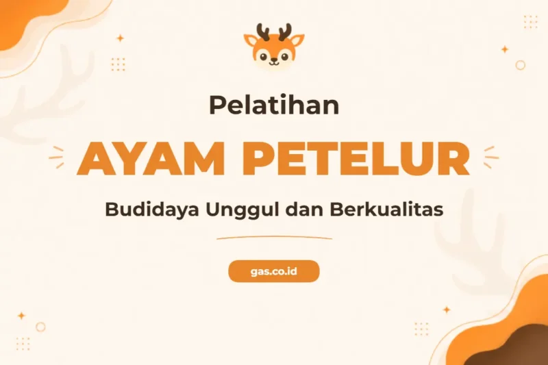 Pelatihan Budidaya Ayam Peteleur Unggul untuk Produktivitas Maksimal