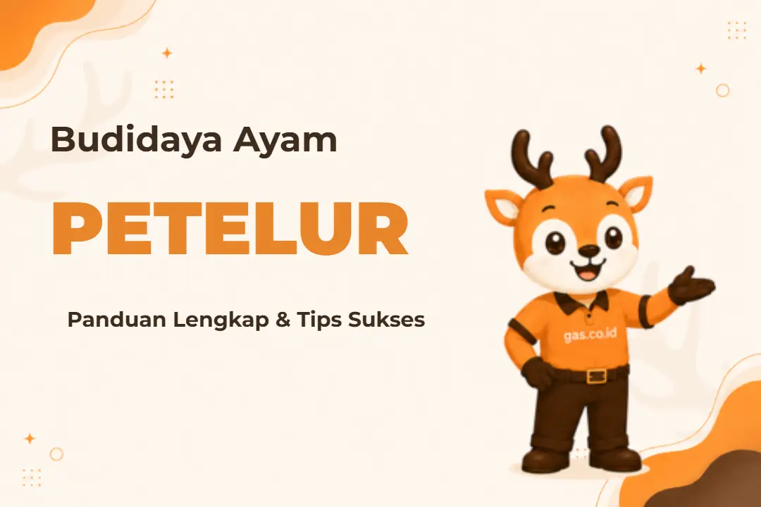 Ilustrasi Budidaya Ayam Petelur