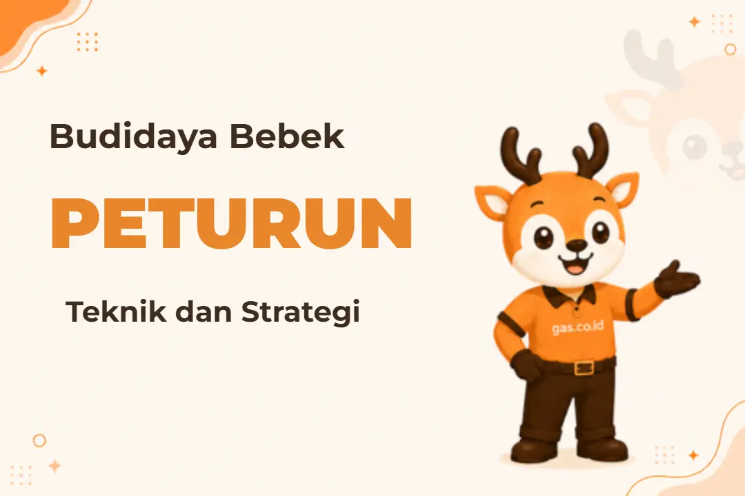 Infografis program Budidaya Bebek Peteur