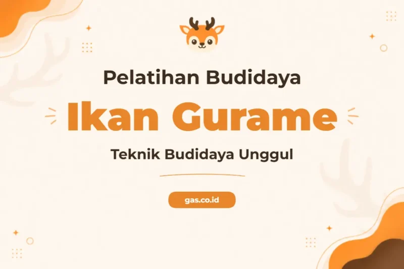Pelatihan Budidaya Ikan Gurame untuk Hasil Panen Maksimal