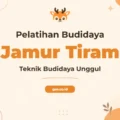 Pelatihan Budidaya Jamur Tiram Panduan Lengkap Sukses Agribisnis