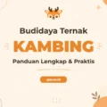 Pelatihan Budidaya Ternak Kambing untuk Peternak Profesional Unggul
